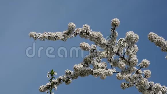 在晴朗的蓝天上合上洁白的樱花视频的预览图