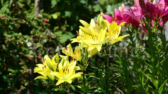 许多黄色和粉红色的百合花开在花坛里视频的预览图