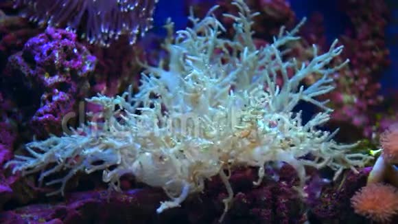 触手软珊瑚和小鱼视频的预览图