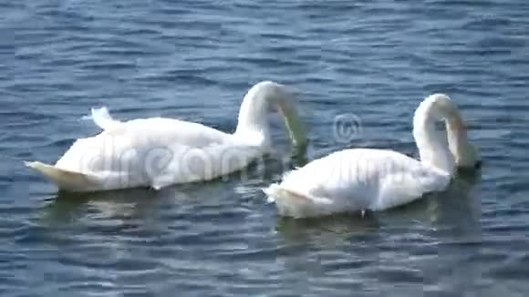 晴天天鹅在湖里游泳视频的预览图