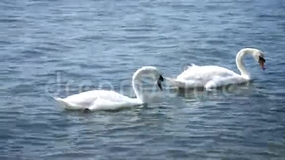 晴天天鹅在湖里游泳视频的预览图