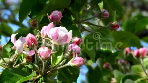 温柔的粉色苹果花视频的预览图