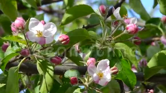 温柔的粉色苹果花视频的预览图