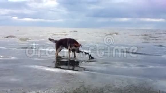 狗在水里玩棍子视频的预览图