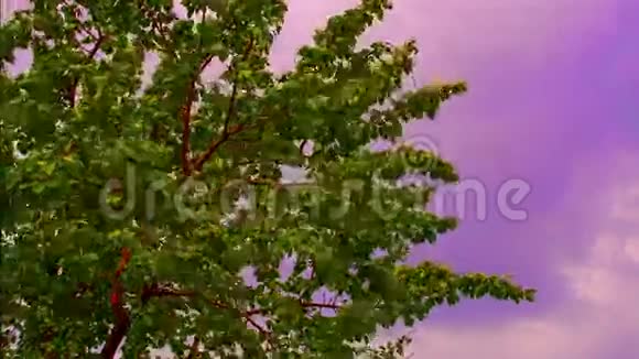 魔法树对抗紫罗兰天空视频的预览图