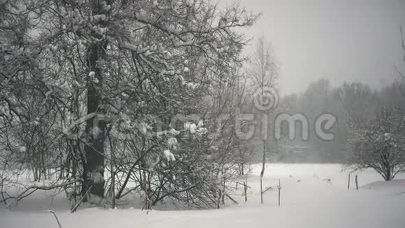 冬天的森林雪中的树木大雪纷飞视频的预览图