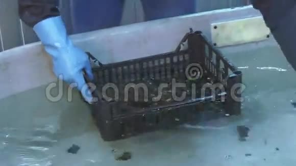 戴手套的人把生贻贝放进塑料盒子里放在底部的巨大浴缸里里面有干净的水洗涤视频的预览图