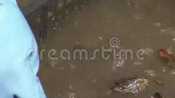 戴手套的人在脏水中把生贻贝放进塑料盒子里洗衣服整理一下厨房视频的预览图