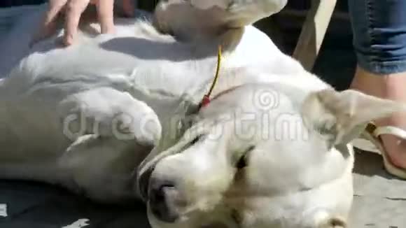 拉布拉多猎犬在撒谎视频的预览图