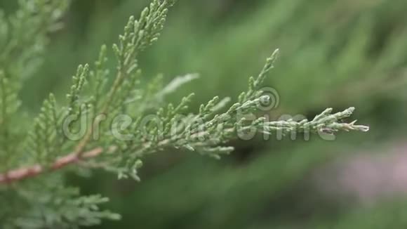 常绿翠植物景观设计自然视频的预览图