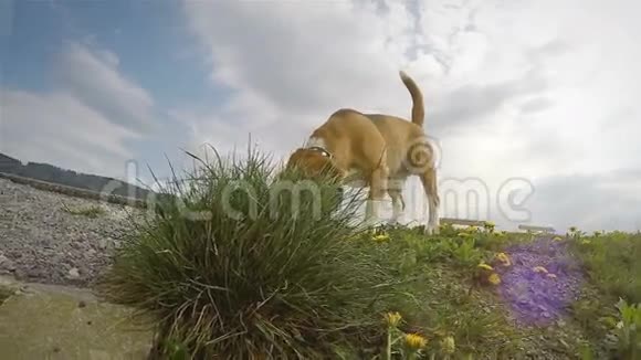 摄像机悄悄地向小猎犬靠近而他却在草丛中嗅着什么视频的预览图