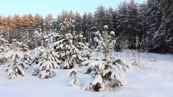 冬天的风景雪下的松视频的预览图