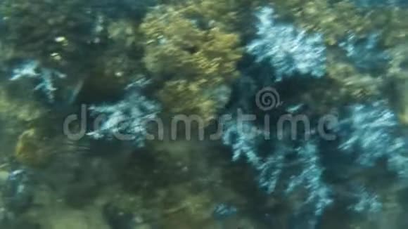 珊瑚礁水下与鱼群视频的预览图