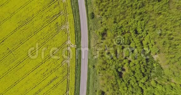 天际油菜田风景视频的预览图