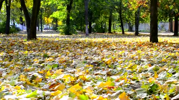 秋天被微风吹拂的黄叶和绿树视频的预览图
