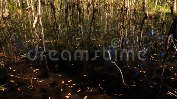 河岸大树池塘的树木倒影视频的预览图