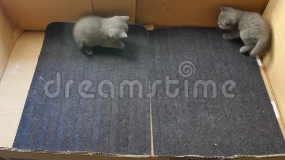 英国小猫在一个大盒子里玩耍视频的预览图
