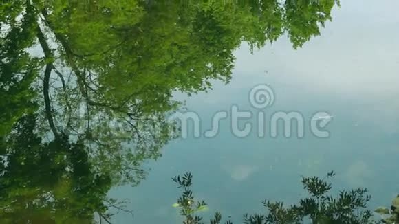 坐在水中的树上湖中树上的水禽群视频的预览图