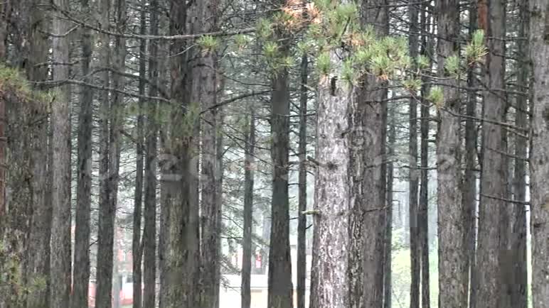 森林中的松树初雪视频的预览图