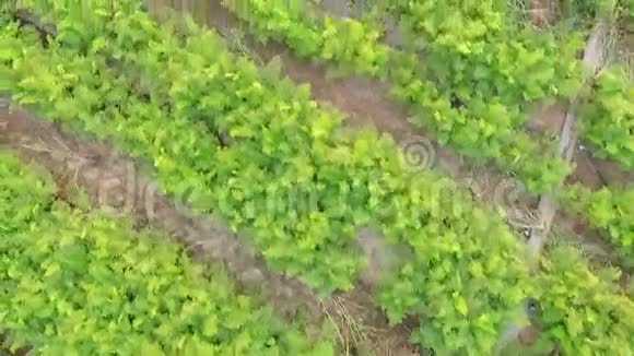 空气视图绿色胡萝卜拖放在视频的预览图