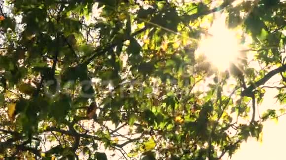 阳光透过马栗子或角树的叶子闪闪发光视频的预览图