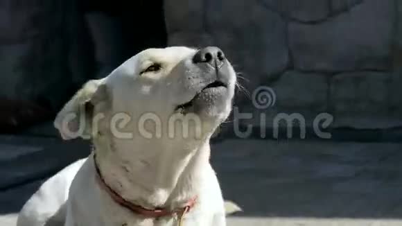拉布拉多猎犬对着镜头狂吠视频的预览图