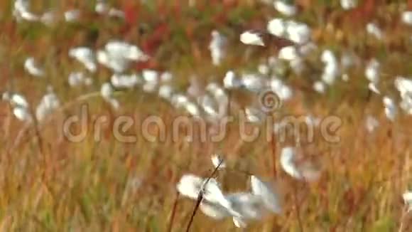 白色蓬松的北方植物在大风中摇曳视频的预览图