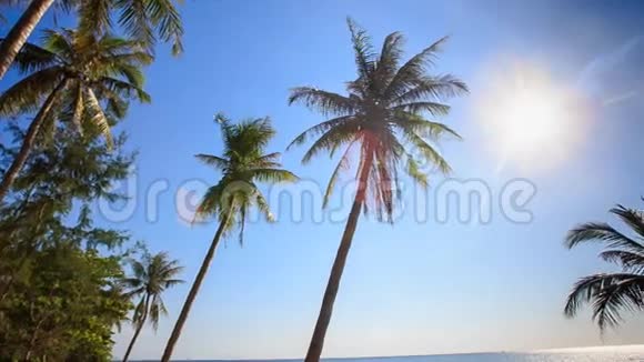 相机沿着棕榈从下太阳蓝天视频的预览图