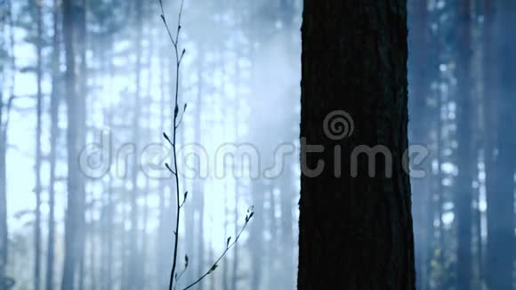 森林里有蓝色照明的烟雾视频的预览图