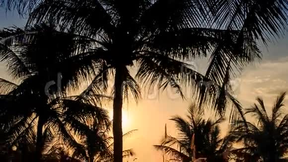 太阳背光下从棕榈到草地剪影的运动视频的预览图