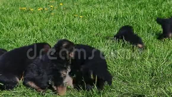 黑色德国牧羊犬在绿草上嬉戏视频的预览图