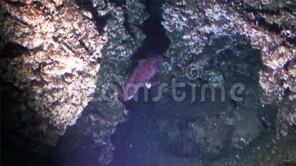 太平洋海底洞穴中的活鱼视频的预览图