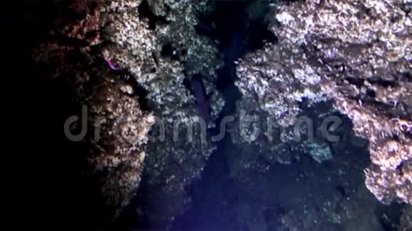 太平洋海底珊瑚礁中的活鱼视频的预览图