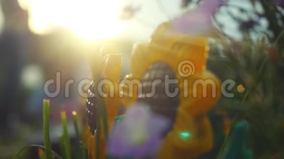 美丽的五颜六色的向日葵和其他花在夏季花园中慢动作与阳光和明亮的耀斑效果视频的预览图