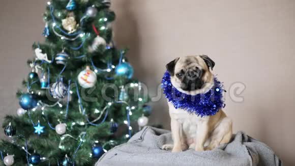 可爱有趣的小狗穿着圣诞服装看着相机在圣诞树的背景圣诞快乐新年快乐视频的预览图