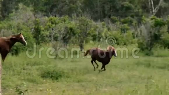 马在疾驰视频的预览图