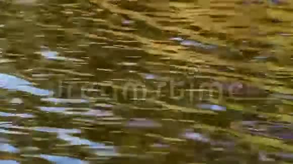 水面上泛起金色的涟漪视频的预览图