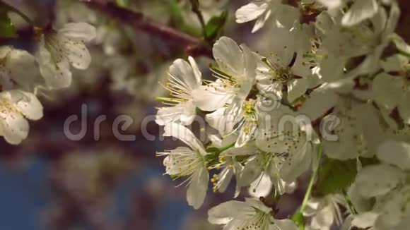 盛开的樱桃上的蜜蜂视频的预览图