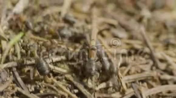 树林里的大蚁丘夏天森林里有一群蚂蚁的大蚁丘安茨在蚁丘森林特写视频的预览图