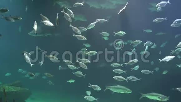 鱼和鲨鱼在水下游泳视频的预览图