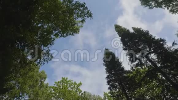 白云环绕着繁茂的树木映衬着美丽的晴空背景中的绿树从天空中看到视频的预览图