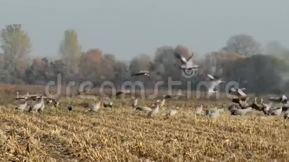 秋天迁徙中的普通起重机飞向温暖的陆地部分视频的预览图