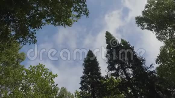 白云环绕着繁茂的树木映衬着美丽的晴空背景中的绿树从天空中看到视频的预览图