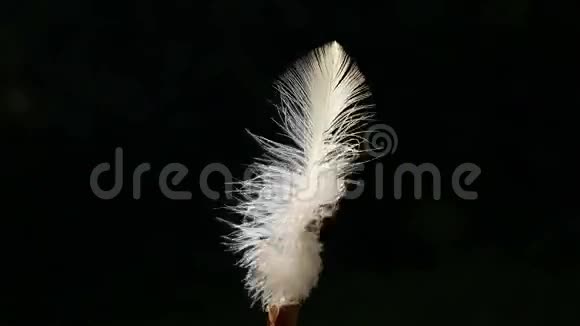 纤细的羽毛在风中翩翩起舞视频的预览图