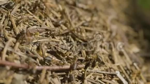 树林里的大蚁丘夏天森林里有一群蚂蚁的大蚁丘安茨在蚁丘森林特写视频的预览图