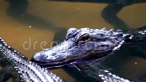 关闭水中的幼鳄视频的预览图