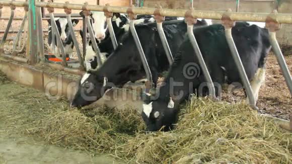 奶牛在一个稳定的食用青贮特写视频的预览图