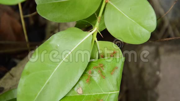 红蚂蚁保护和爬在花园的巢叶上视频的预览图