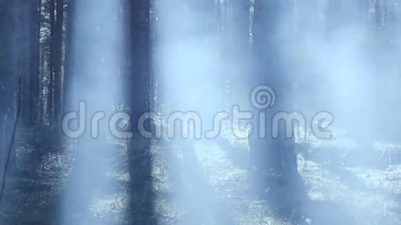 森林里有蓝色照明的烟雾视频的预览图