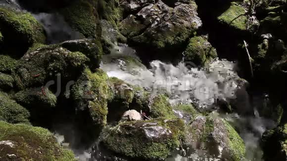 仍然有水流穿过苔藓和石头视频的预览图